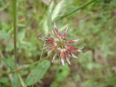 Trifolium ciliolatum