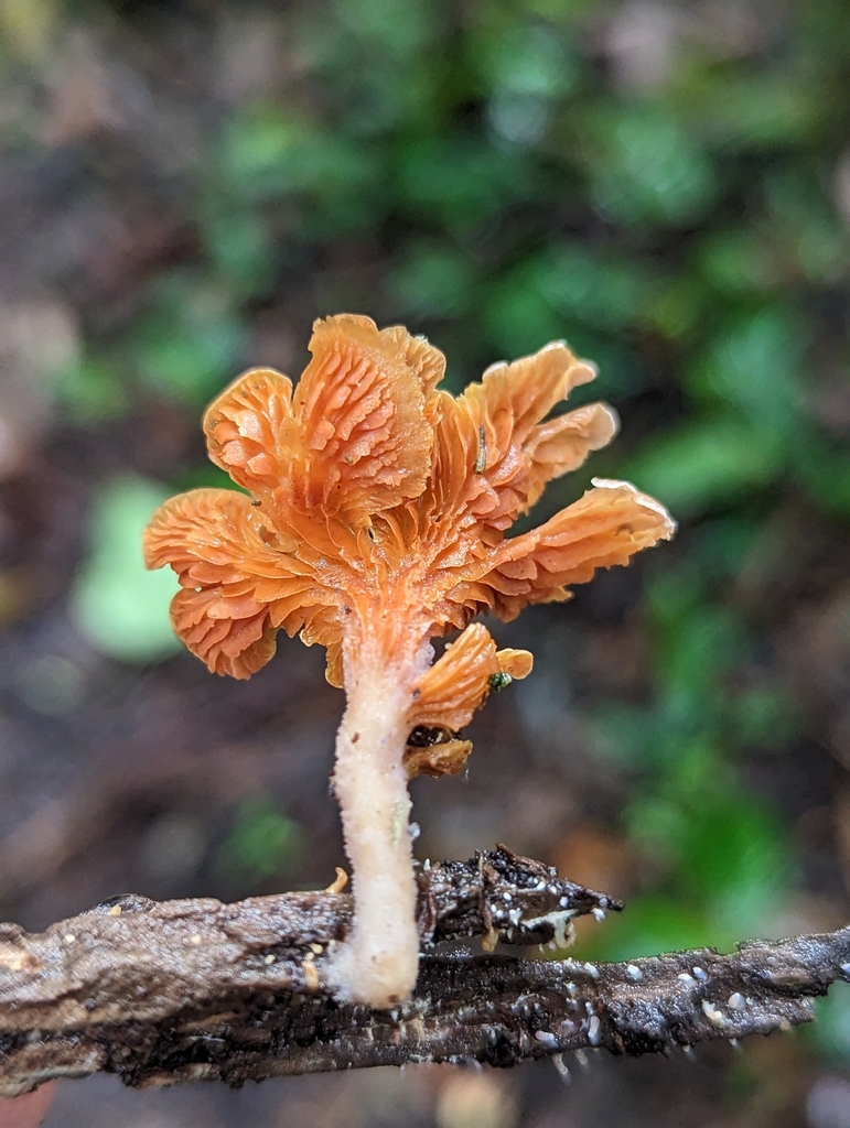 Pyrrhoglossum lilaceipes