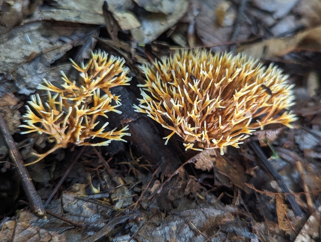 Lachnocladium schweinfurthianum · March 2023 · photo: © alan_rockefeller (iNaturalist, cc-by-sa)