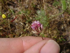 Trifolium ciliolatum