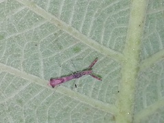 Bactrodes spinulosus