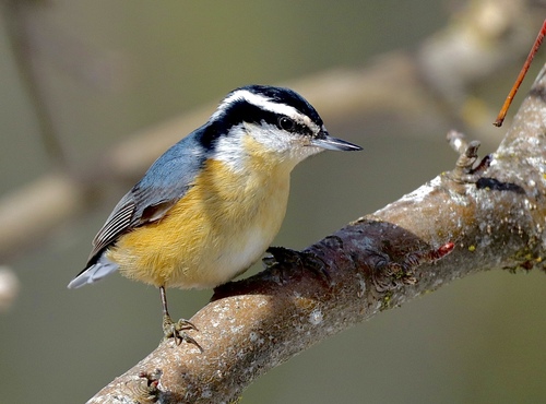 Red-breasted Nuthatch