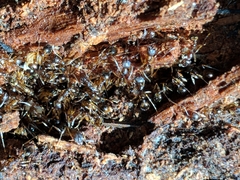Aphaenogaster fulva