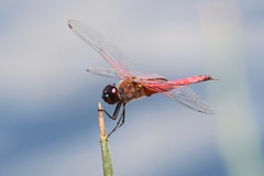 Tramea insularis