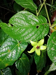 Gonolobus uniflorus