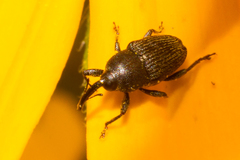 Odontocorynus