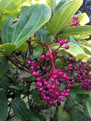 Medinilla speciosa