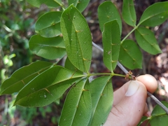 Zanthoxylum punctatum, photograph (c) Kurt Miller, some rights reserved (CC BY-SA)