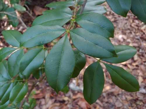 Zanthoxylum punctatum, photograph 2