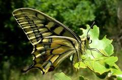 Papilio machaon
