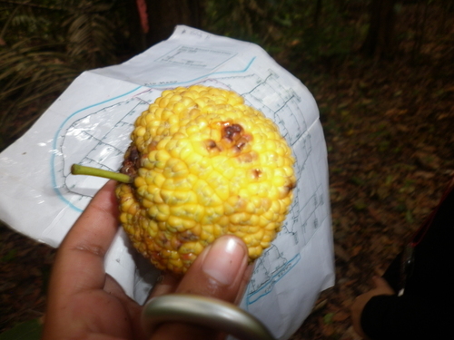 Maclura brasiliensis