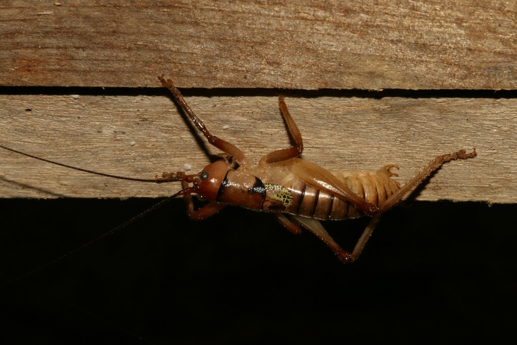 Liparoscelis pallidispina