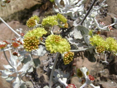 Eriogonum crocatum