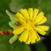 Youngia japonica - Photo (c) Douglas Goldman, μερικά δικαιώματα διατηρούνται (CC BY-NC), uploaded by Douglas Goldman