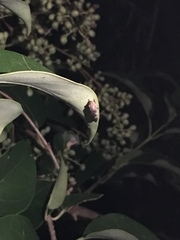 Proconiini