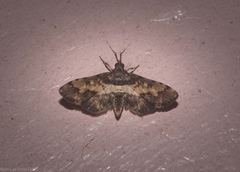 Nacoleia amphicedalis