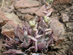 Dudleya verityi