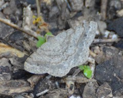 Frederickia stipularia