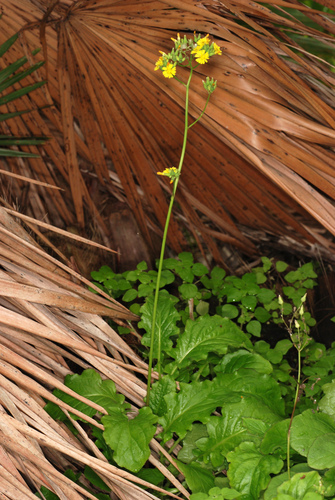 Youngia japonica