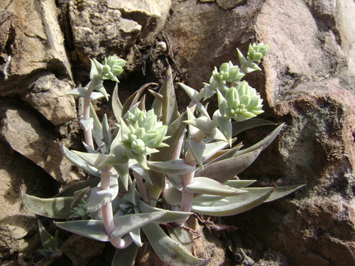 Image of Dudleya verityi by (c) Adam J. Searcy, some rights reserved (CC BY)