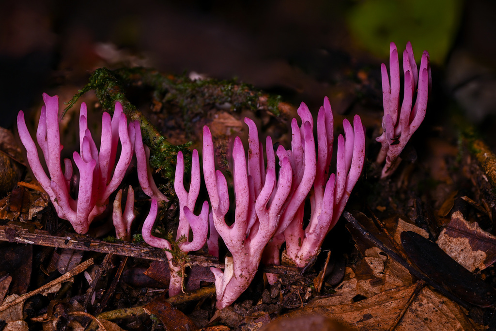 Clavaria schaefferi · March 2023 · photo: © alan_rockefeller (iNaturalist, cc-by-sa)