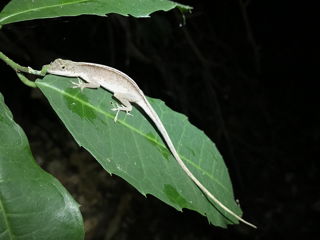 Brown-eared Anole