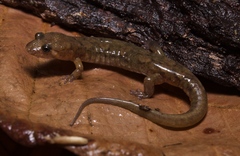 Desmognathus abditus