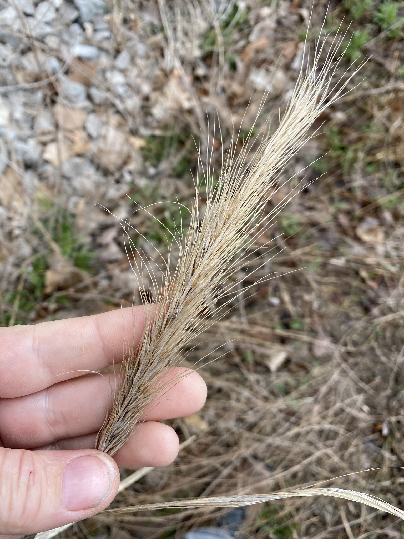 Semillas Para Plantar, Semillas De Elymus Canadensis