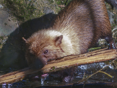 Bush Dog photo 2