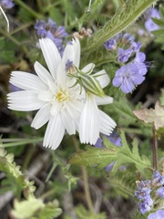 Rafinesquia californica (Rafinesquia)