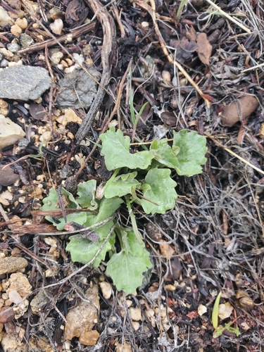 Goose-foot Yellow Violet foliage