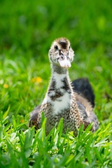 Cairina moschata domestica