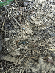 Superstitionia donensis