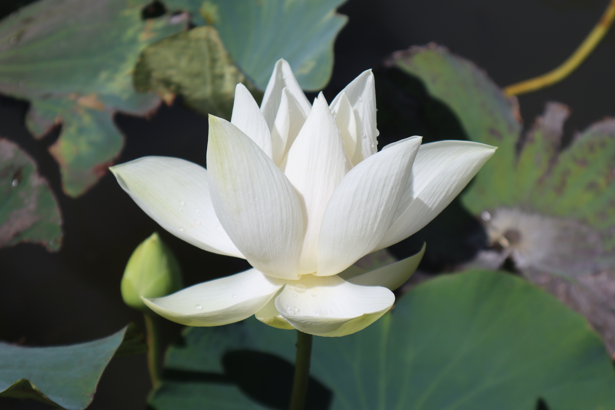 Nelumbo nucifera Gaertn.