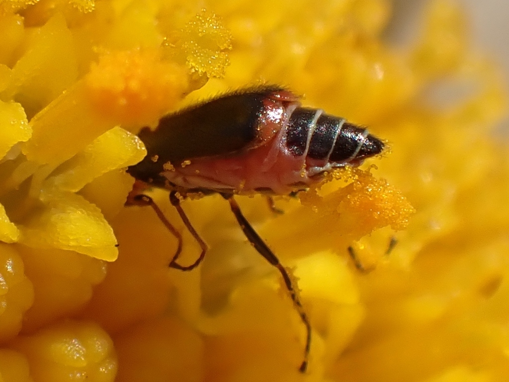 Red-tipped Attalus