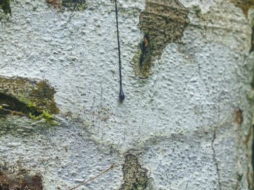 Croton lechleri, photograph 1