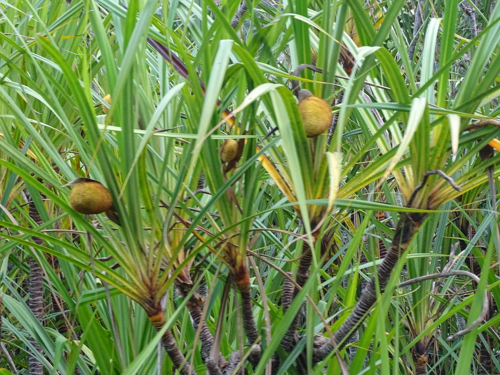 Pandanus helicopus