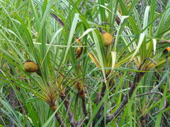 Pandanus helicopus