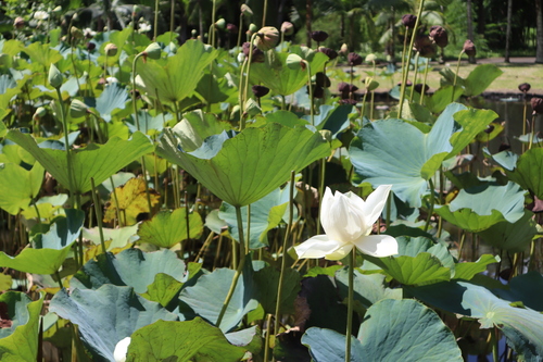 Nelumbonaceae image