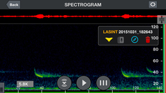 Lasiurus intermedius