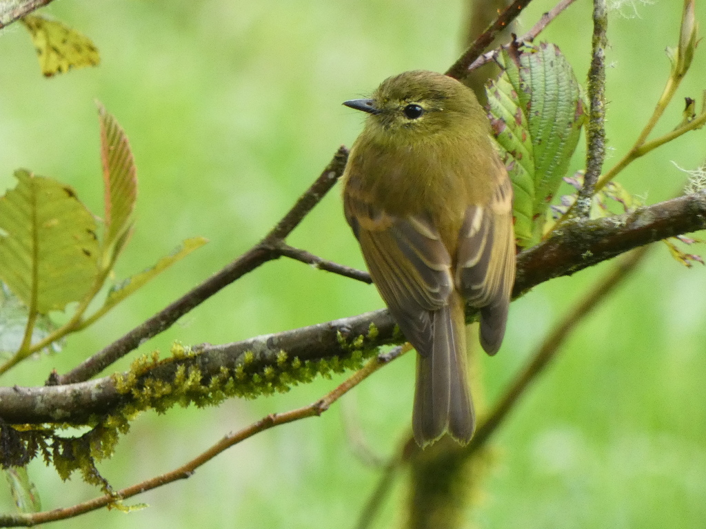 Flavescent Flycatcher