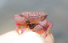 Ozius reticulatus