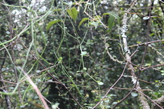 Scandia geniculata