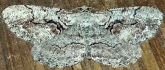 Cymatophora approximaria