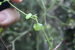 Scandia geniculata
