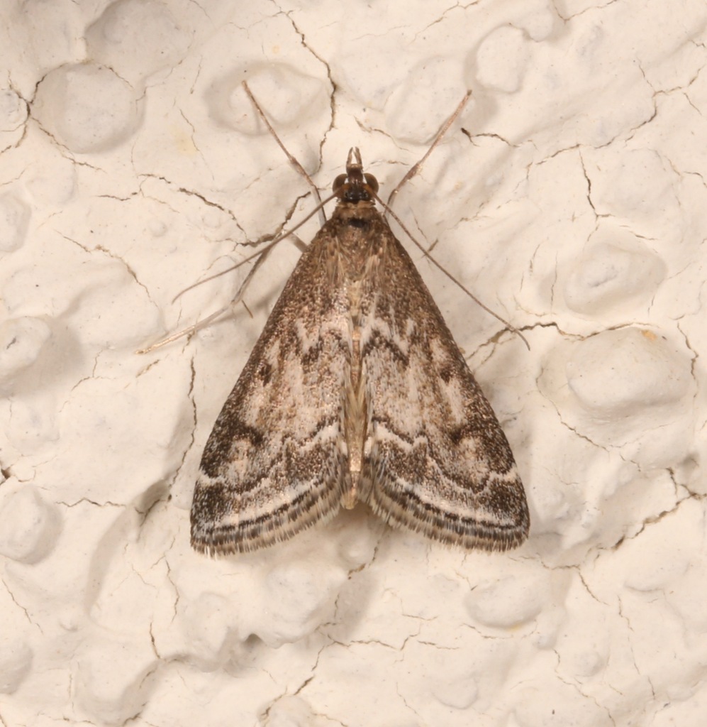 Pyrausta zonalis