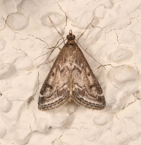 Pyrausta zonalis