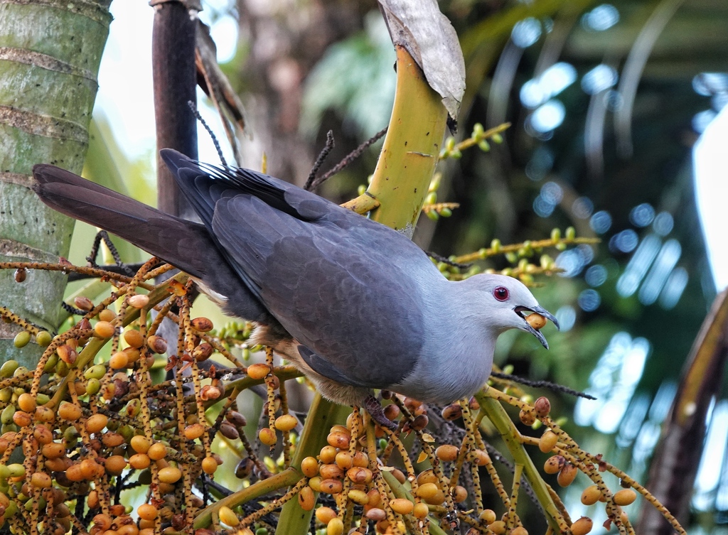 Barking Imperial-Pigeon photo