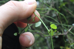 Scandia geniculata