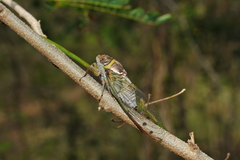 Diceroprocta obscurior
